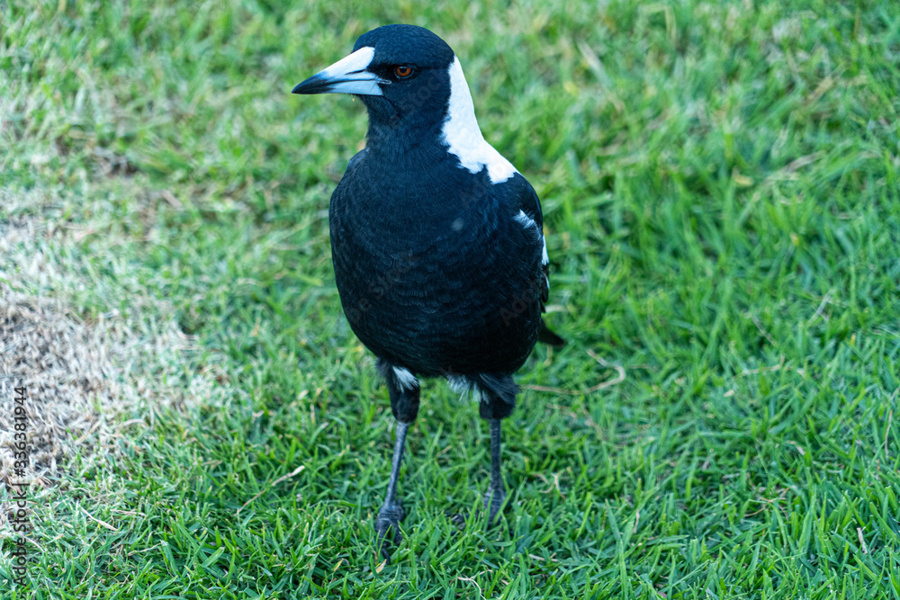 Australian Magpie full body shot showing white and black plumage and feathers Australian Magpie full body shot showing white and black plumage and feathers