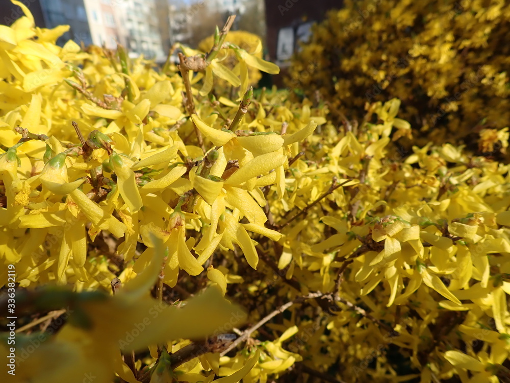 blossoming yellow forsythia in the spring
