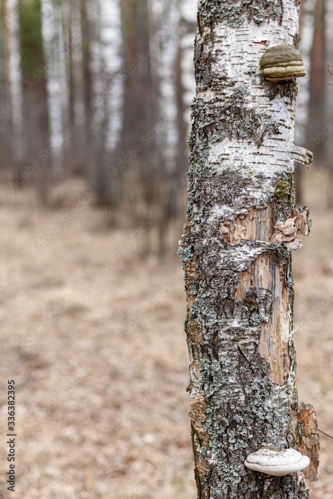 Fototapeta premium birch tree trunk