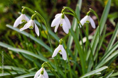 Very beautiful snowdrops bloom in the garden in the spring