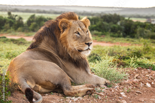 Löwe im Addo Elephant Nationalpark