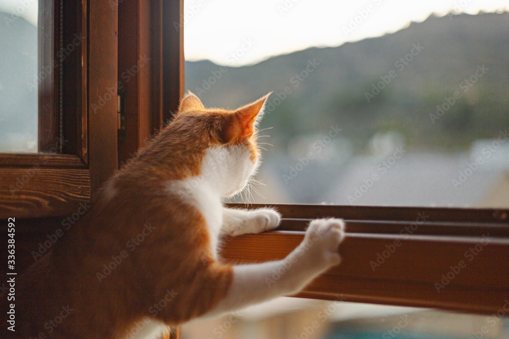 Orange cat looking out the window Stock Photo | Adobe Stock