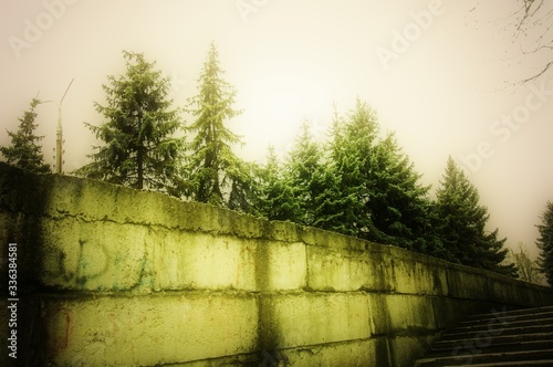 city Christmas trees