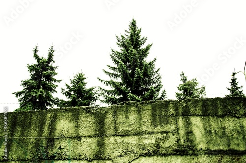 city Christmas trees