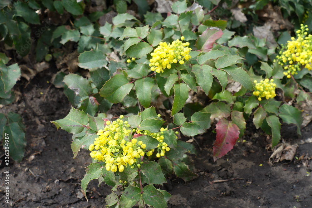 Opening yellow flowers and buds of Mahonia aquifolium in April Opening yellow flowers and buds of Mahonia aquifolium in April