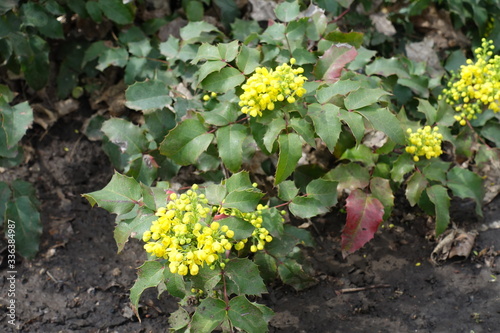 Opening yellow flowers and buds of Mahonia aquifolium in April