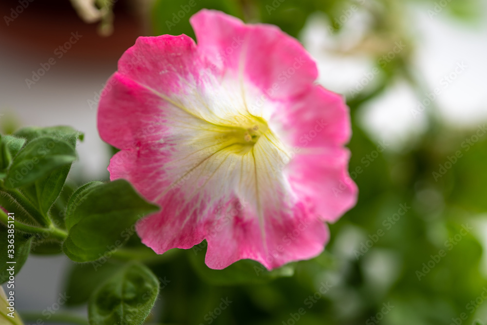 Pink petunia flower with a yellow center and white middle. Pink petunia flower with a yellow center and white middle.