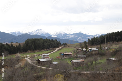 Flowers of the cherry blossoms on a spring day.savsat/artvin