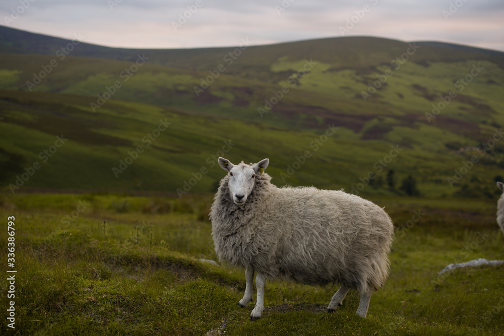Obraz premium Wicklow. Irlandia