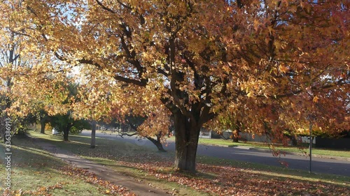 Colorful Maple Tree in Autumn in Country NSW  Australia photo