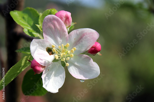 Blooming mild apple tree flower