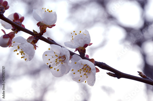 cherry blossom branch