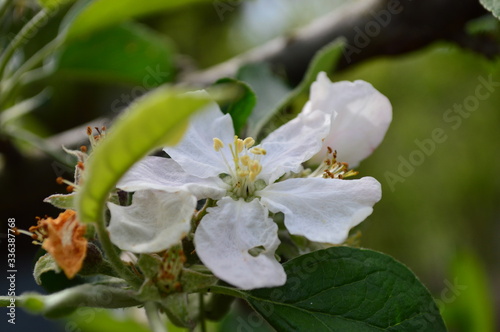 cherry blossom branch