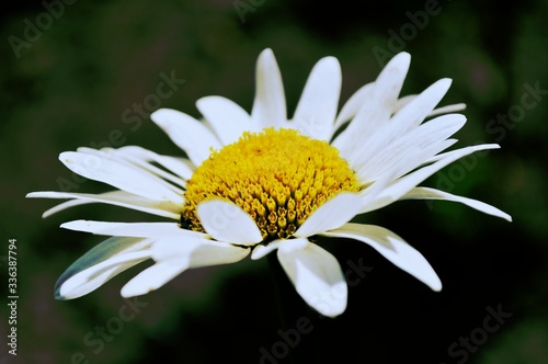 chamomile