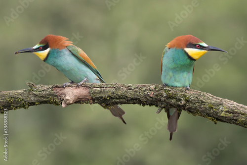 Beautiful portrait of Bee eaters at morning (Merops apiaster) photo