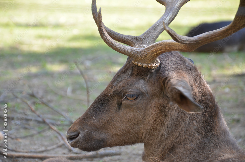 Fototapeta premium deer in the forest