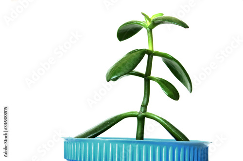 money tree on a white background photo