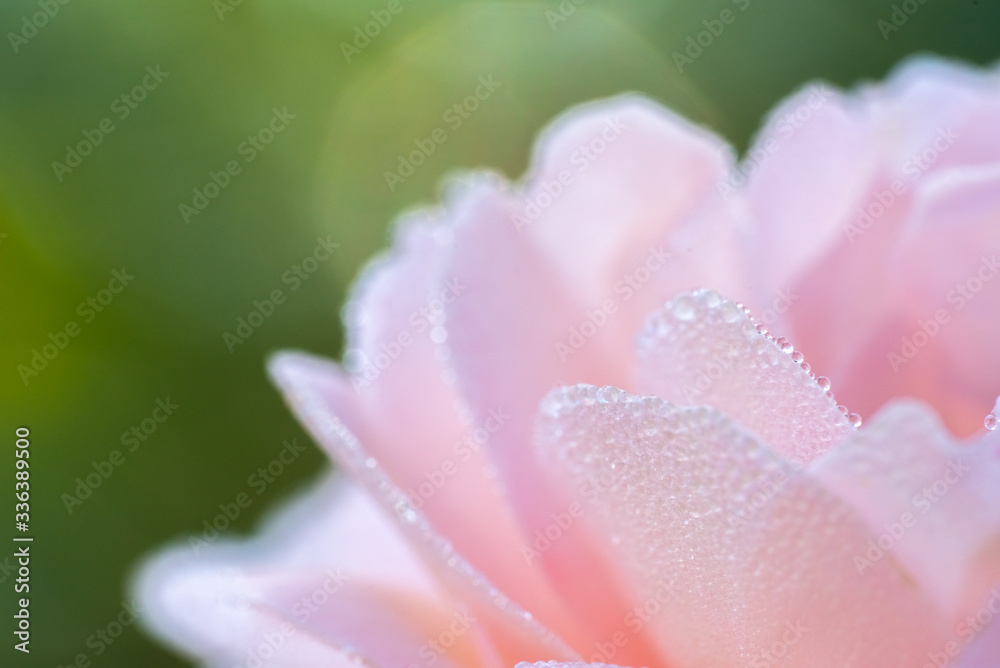Closeup of blooming pink rose petals with water drops, flowers after rain