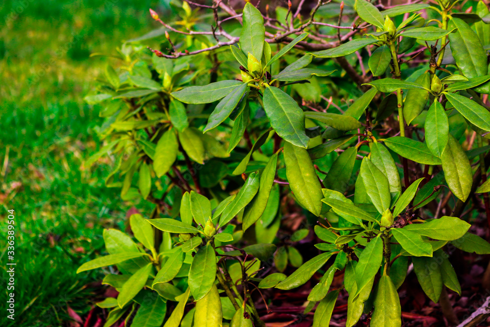 Obraz premium Rhododendron and its blooms and buds are ready to bloom