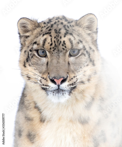 Fototapeta Naklejka Na Ścianę i Meble -  Snow leopard (Panthera uncia) isolated on white background portrait in winter