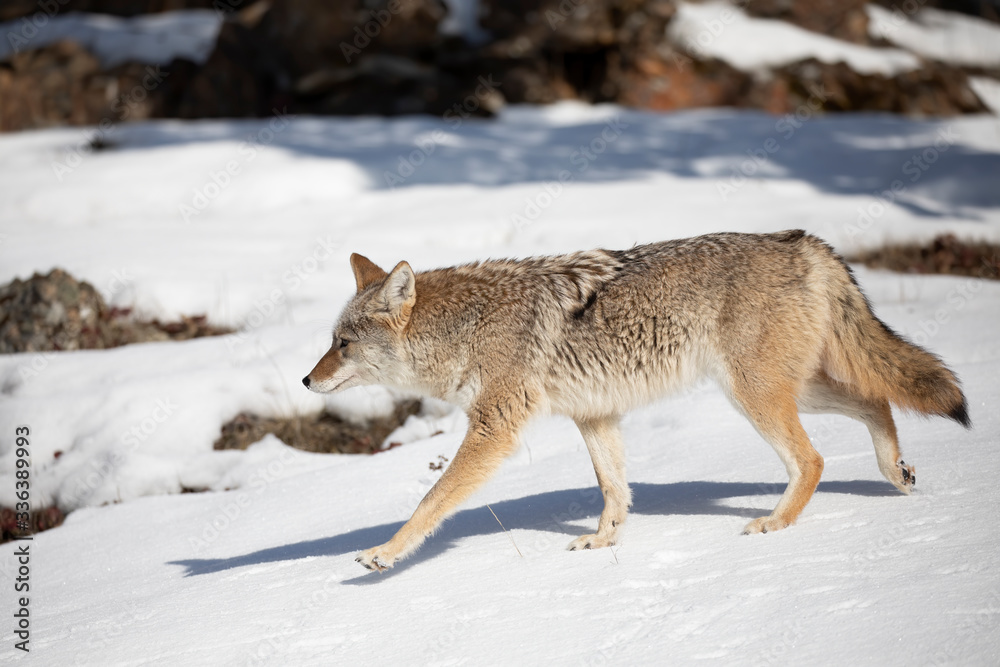 A lone coyote (Canis latrans) walking and hunting in the winter snow in Montana, USA
