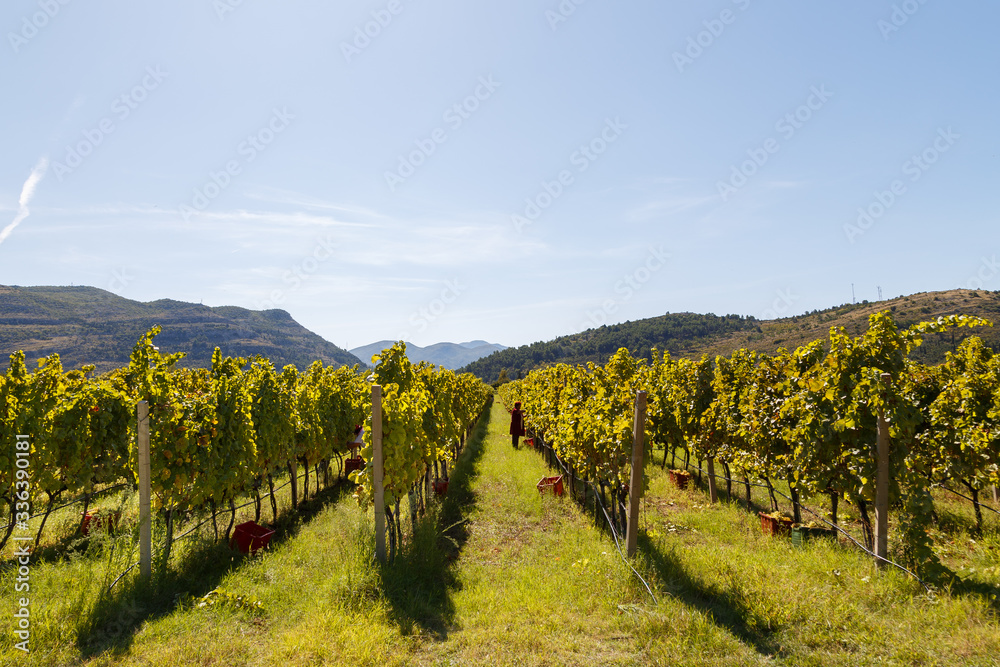 Fototapeta premium Vineyard in autumn ready for harvest
