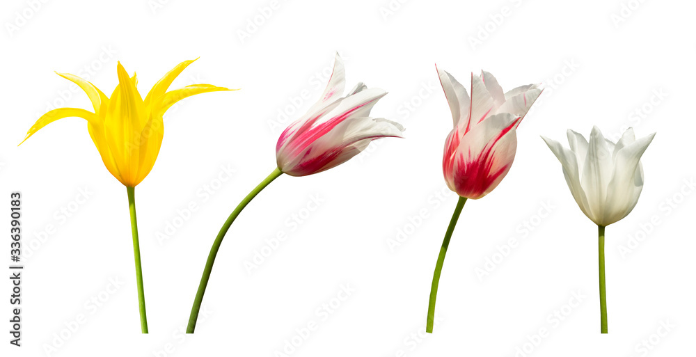 custom made wallpaper toronto digitalColorful lily flowering tulips isolated on a white background