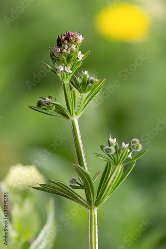 Macrophotographie de fleur sauvage - Gaillet gratteron - Galium aparine