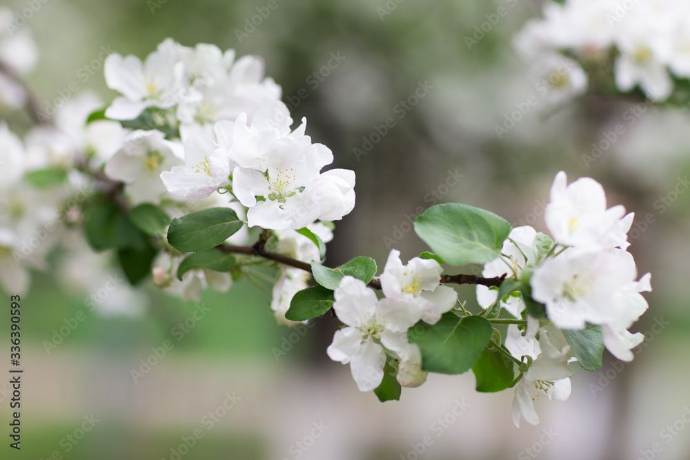 Blooming and fragrant Apple tree in spring Blooming and fragrant Apple tree in spring