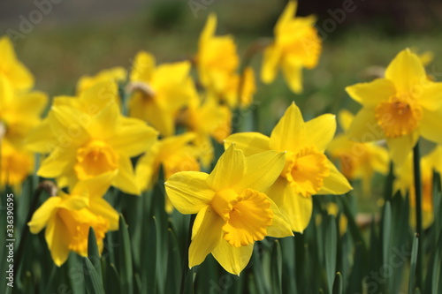 春を告げる黄色い水仙の花