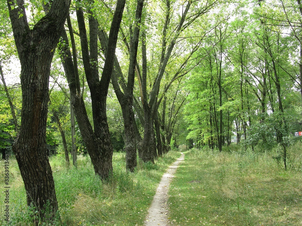 Fototapeta premium Park