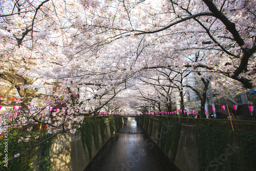 enjoy blooming meguro sakura festival cherry blossom festival in tokyo, japan