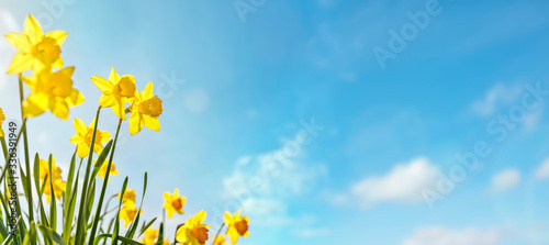 Print op canvas Spring flower background Daffodils against a clear blue sky