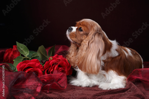 Canvas Print Cute dog cavalier king charles spaniel with red roses