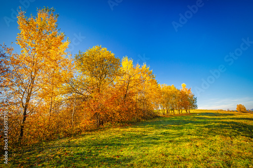 Landscape with a trees in autumn colors, Slovakia, Europe.