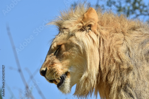 Close up of a young male lion head on blurred blue sky background