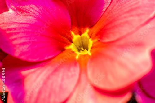 Closeup macro red pink yellow primrose flowers background
