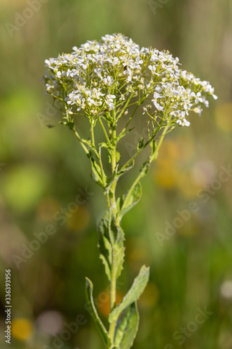 Macrophotographie de fleur sauvage - Pain blanc - Lepidium draba photo