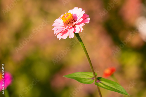 Zinnia flowers on a blurred vegetable background