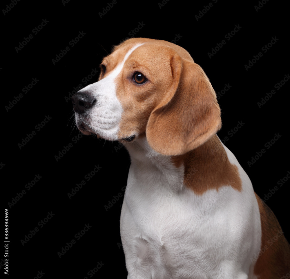 Beagle dog, portrait on a black background