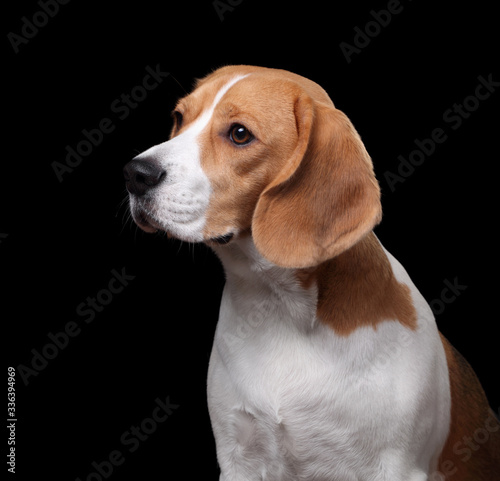 Beagle dog, portrait on a black background