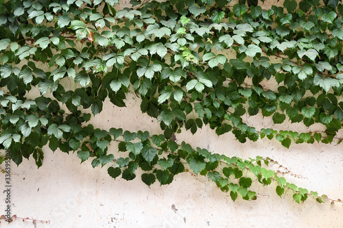 Green climbing plants on building walls