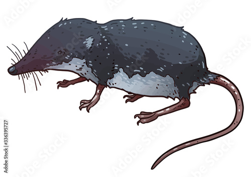 Water shrew illustration, drawing, colorful doodle vector