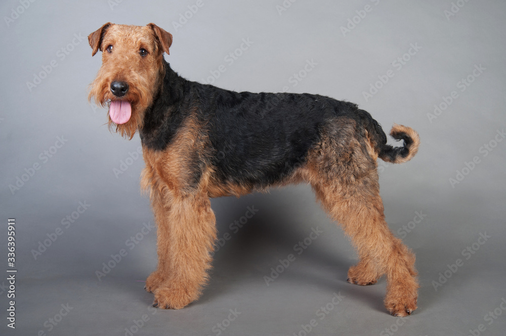 Airedale Terrier stands in front of grey background Airedale Terrier stands in front of grey background