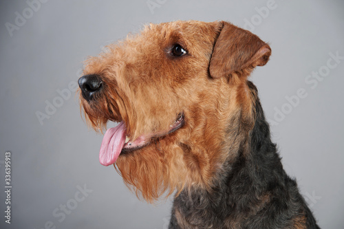 Cute Airedale Terrier portrait in front of grey background
