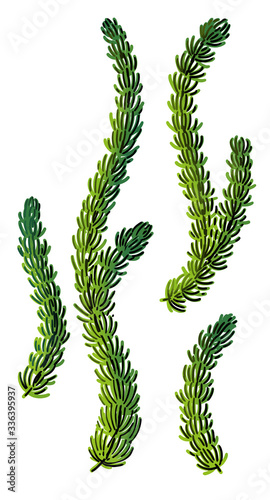 Hornworth illustration, drawing, colorful doodle vector