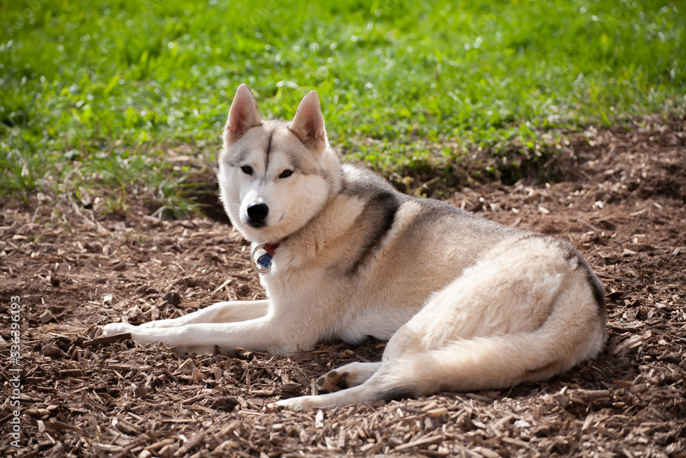 siberian husky nimmt ein sonnenbad im sommer siberian husky nimmt ein sonnenbad im sommer