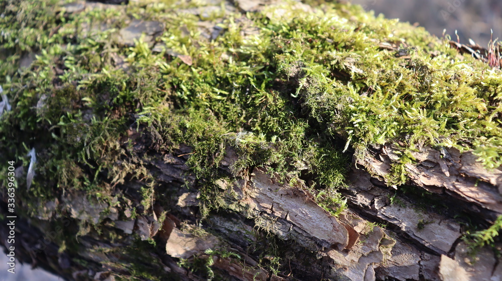 tree moss on wooden snag in forest tree moss on wooden snag in forest