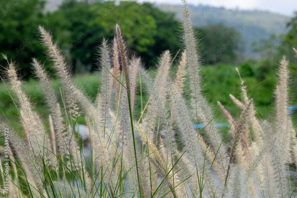 Pennisetum setaceum Fountain grass looks like a sprouting tree like a fountain. Combining green trees and soft white flowers, splitting into beautiful shrubs with many white flowers. Pennisetum setaceum Fountain grass looks like a sprouting tree like a fountain. Combining green trees and soft white flowers, splitting into beautiful shrubs with many white flowers.