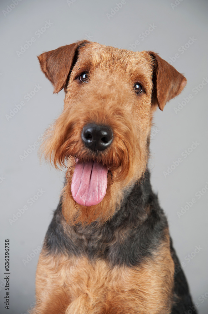 Cute Airedale Terrier portrait in front of grey background Cute Airedale Terrier portrait in front of grey background